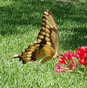 Meet your Posher, Kathy